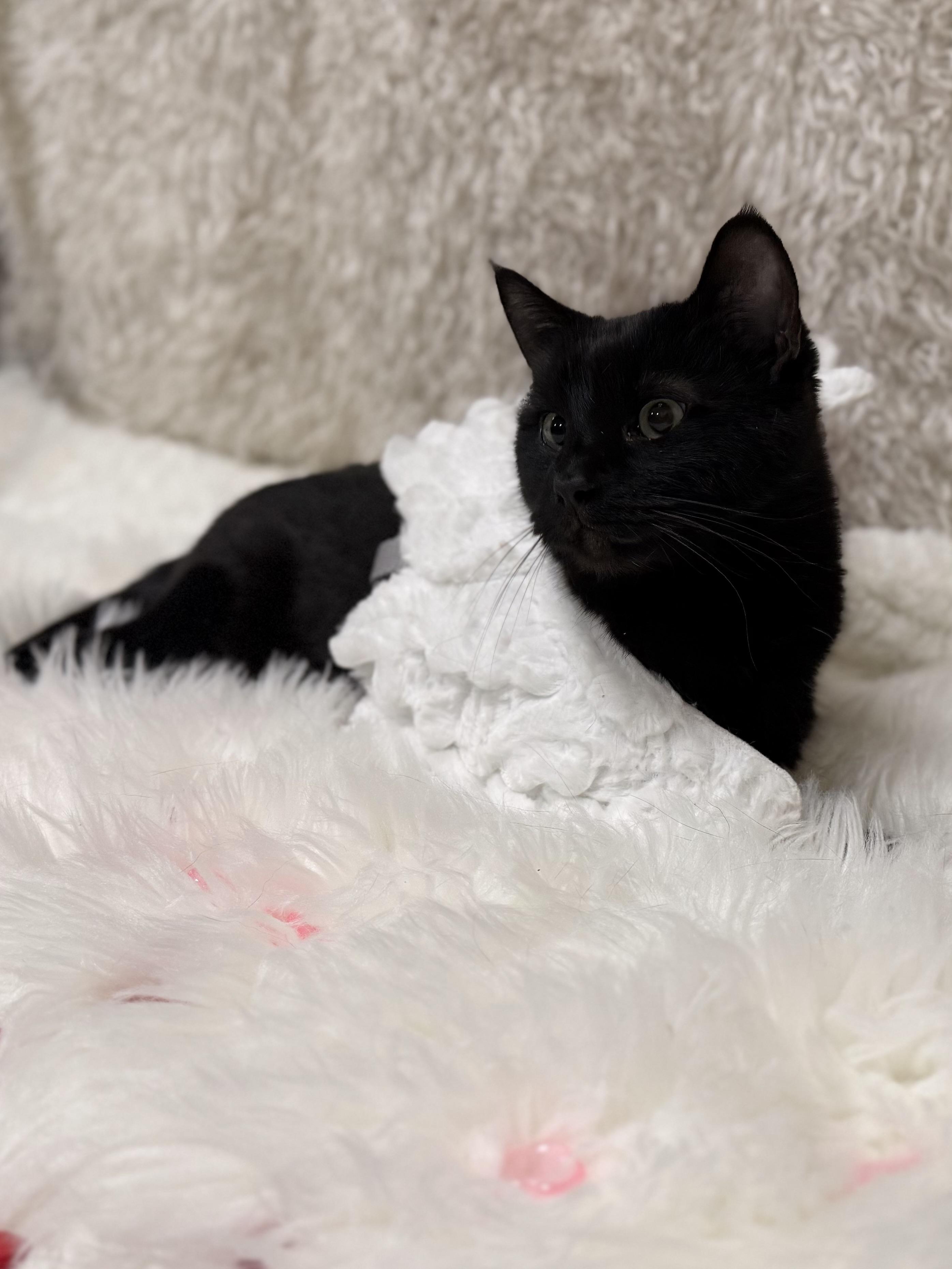 Enlarge Molly, an adoptable mixed breed in Eagle, CO image 3/6