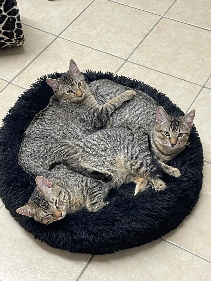 Kittens, a Adoptable Domestic Short Hair in Ruskin, FL image 2/2