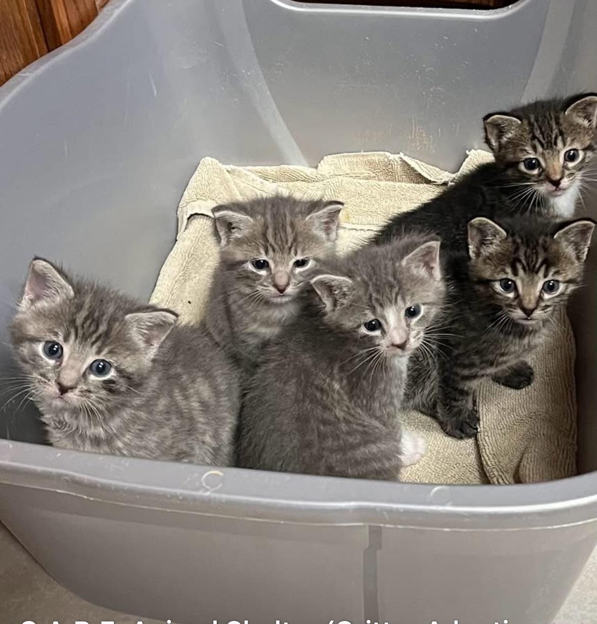 Kittens, Adoptable, Kitten Male Domestic Short Hair.