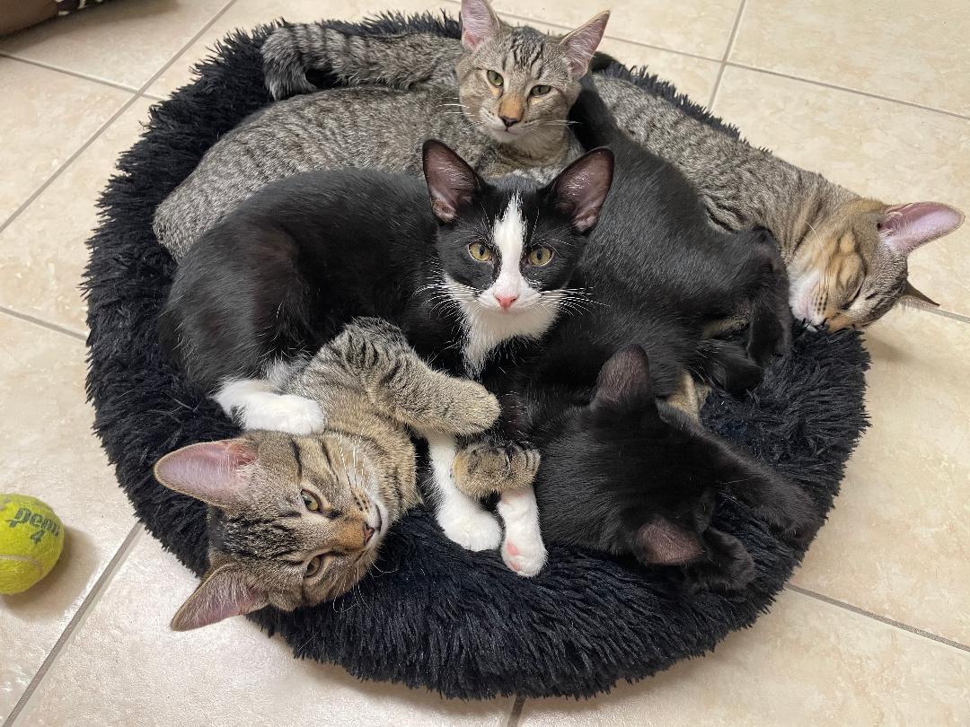 Kittens, a Adoptable Domestic Short Hair in Ruskin, FL image 1/2