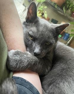 Noodle, Adoptable, Senior Male Domestic Short Hair.