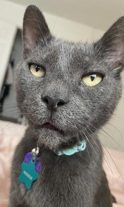 Noodle, Adoptable, Senior Male Domestic Short Hair.