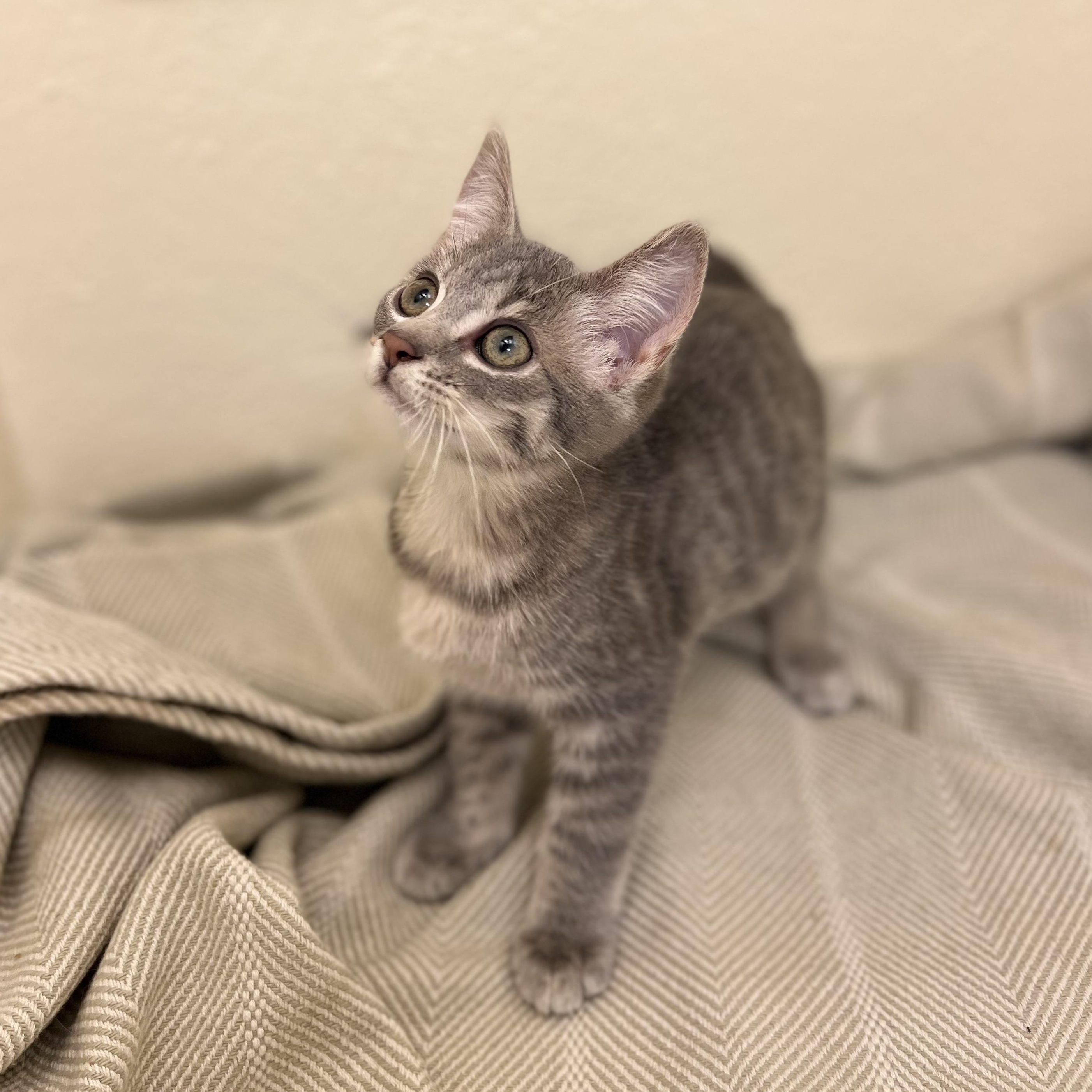 Lily, a confident and playful doll (bonded pair- Rocket), Adoptable, Kitten Female American Shorthair.