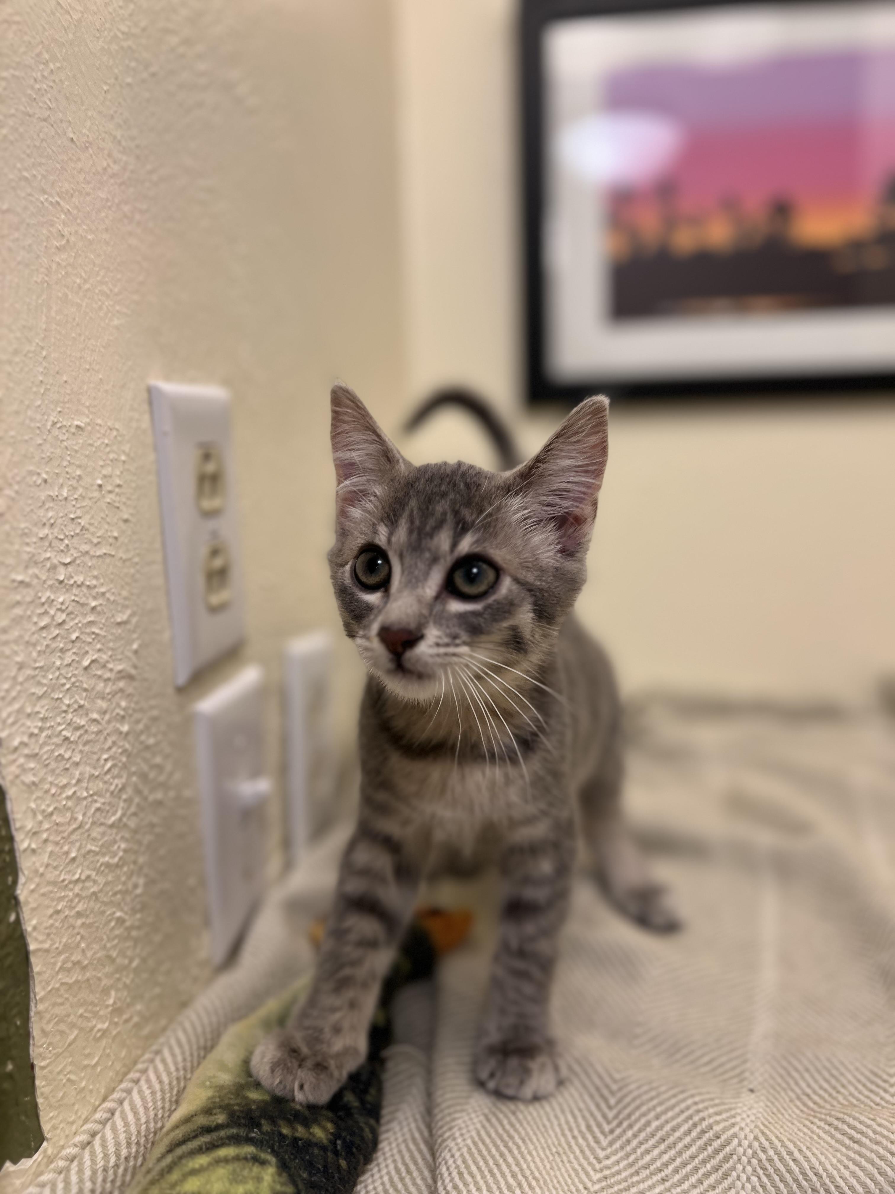 Lily, a confident and playful doll (bonded pair- Rocket), a Adoptable American Shorthair in The Dalles, OR image 4/4