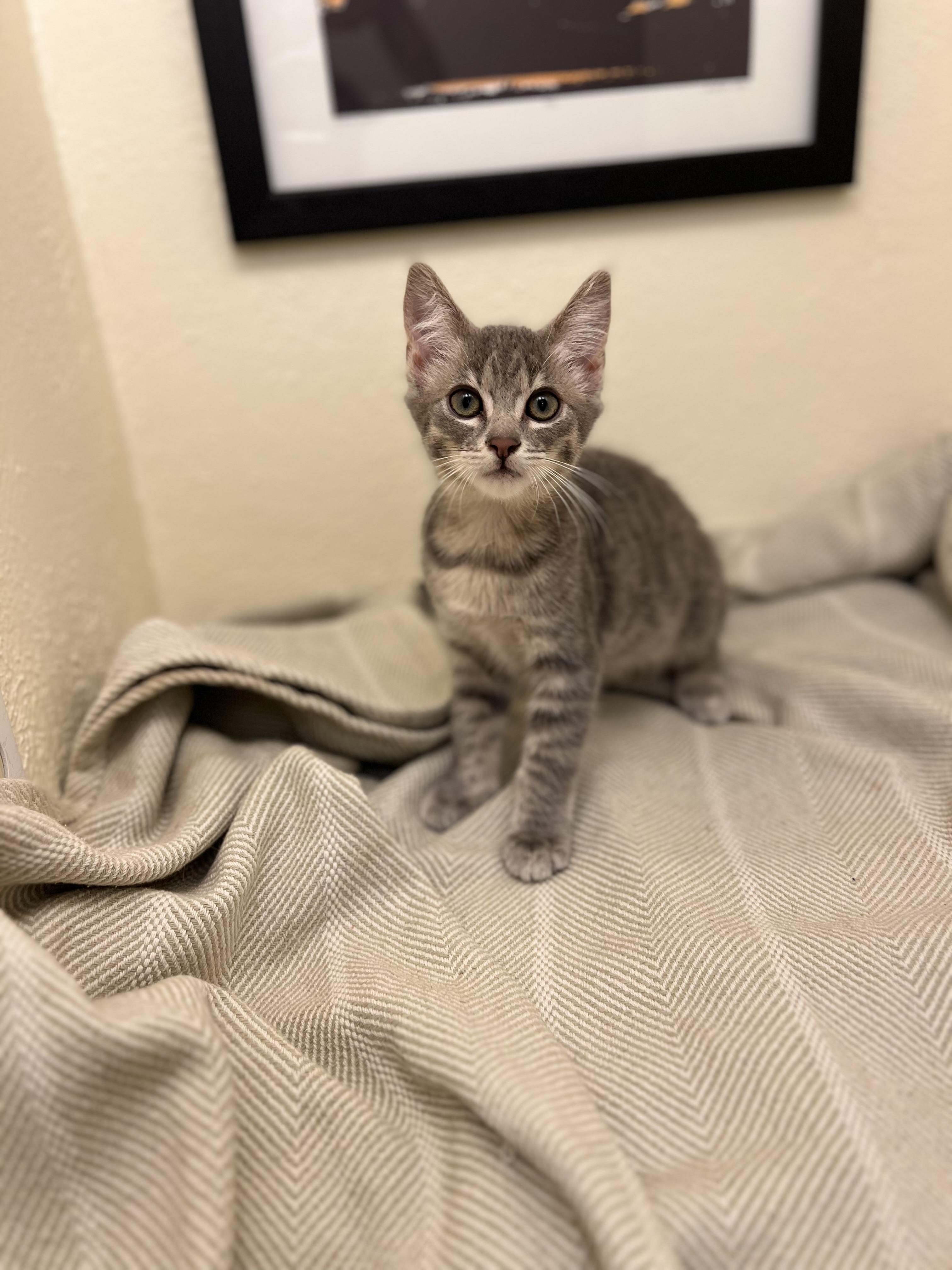 Lily, a confident and playful doll (bonded pair- Rocket), a Adoptable American Shorthair in The Dalles, OR image 2/4