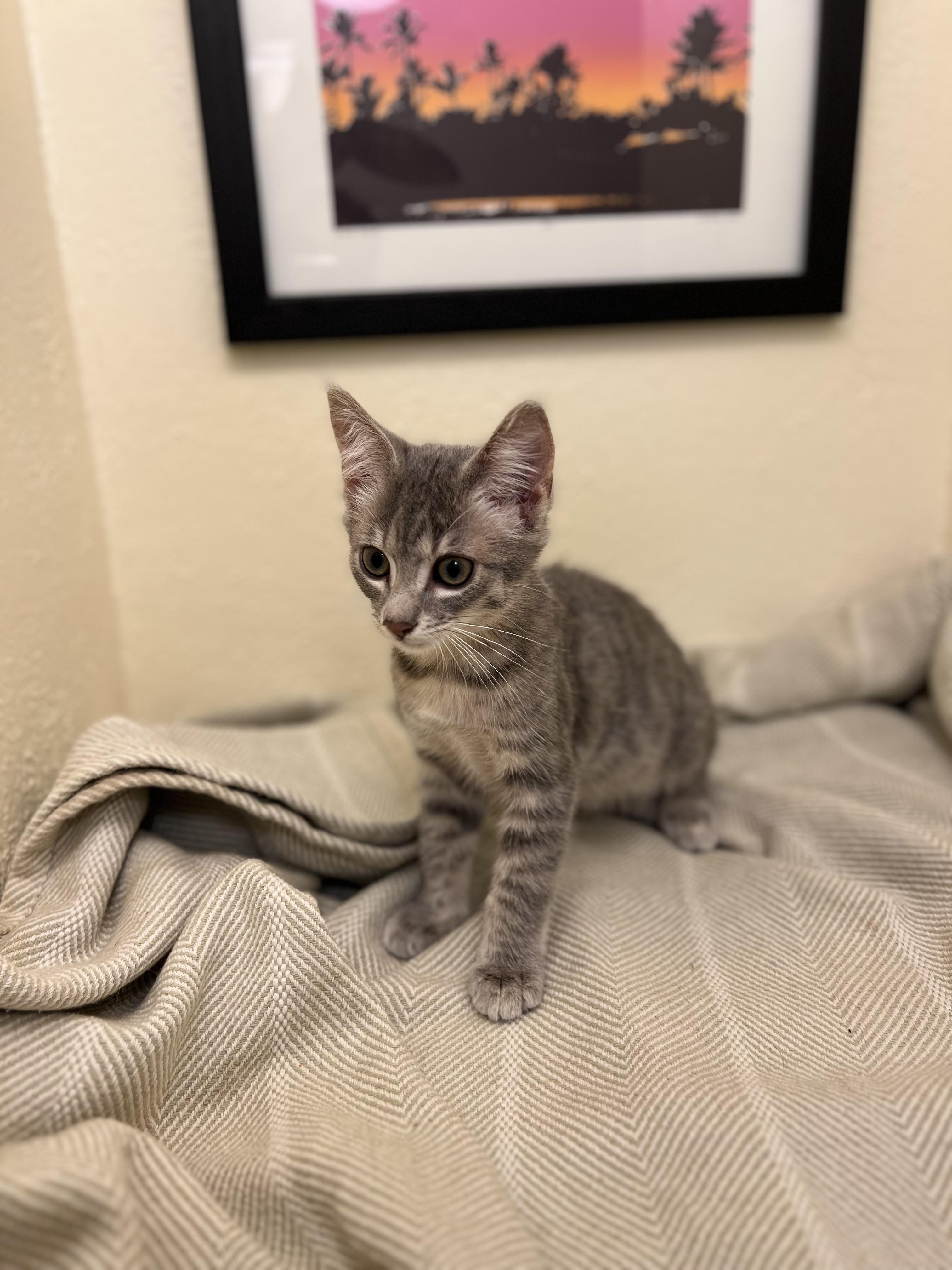 Lily, a confident and playful doll (bonded pair- Rocket), a Adoptable American Shorthair in The Dalles, OR image 3/4