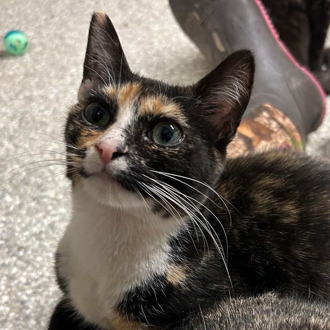 Annabelle, Adoptable, Kitten Female Calico.