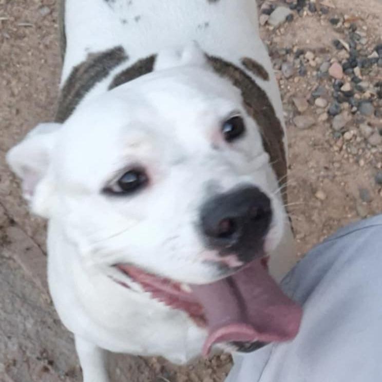 Enlarge Minnie, a Adoptable mixed breed in Phoenix, AZ image 1/3