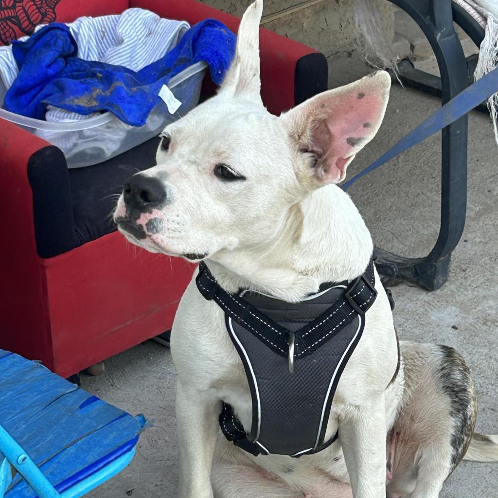 Enlarge Minnie, a Adoptable mixed breed in Phoenix, AZ image 2/3