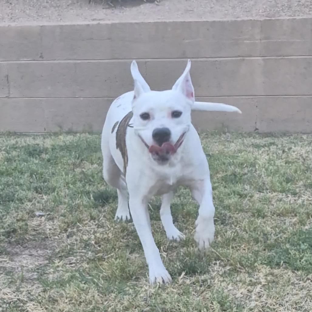 Enlarge Minnie, a Adoptable mixed breed in Phoenix, AZ image 3/3