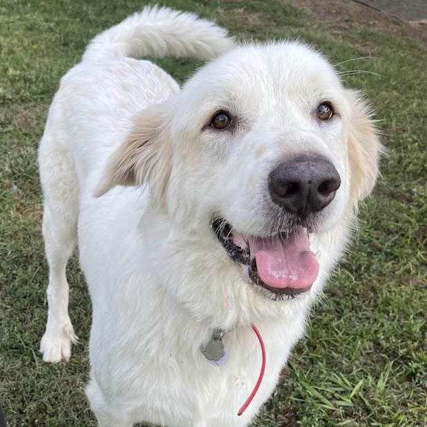 Rocky A203810, adoptable, Adult Male Great Pyrenees.