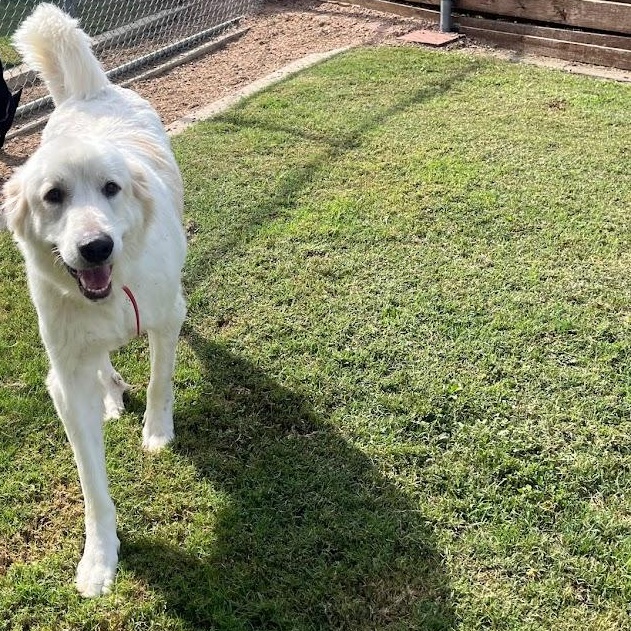 Rocky A203810, an adoptable Great Pyrenees in Plano, TX image 2/3