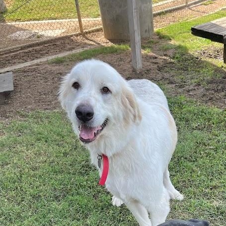 Rocky A203810, an adoptable Great Pyrenees in Plano, TX image 3/3