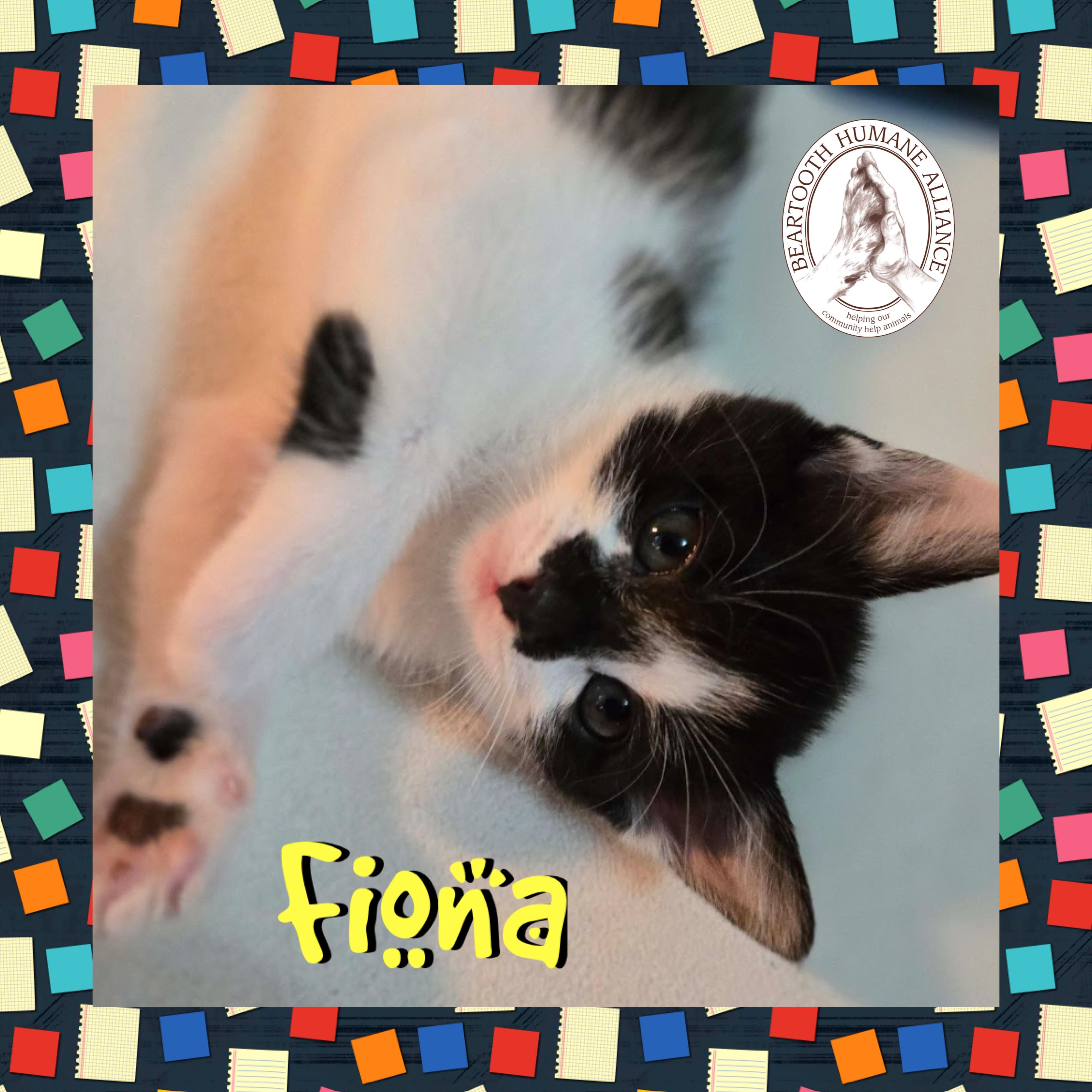 Fiona, an adoptable Domestic Short Hair in Red Lodge, MT, 59068 | Photo Image 1