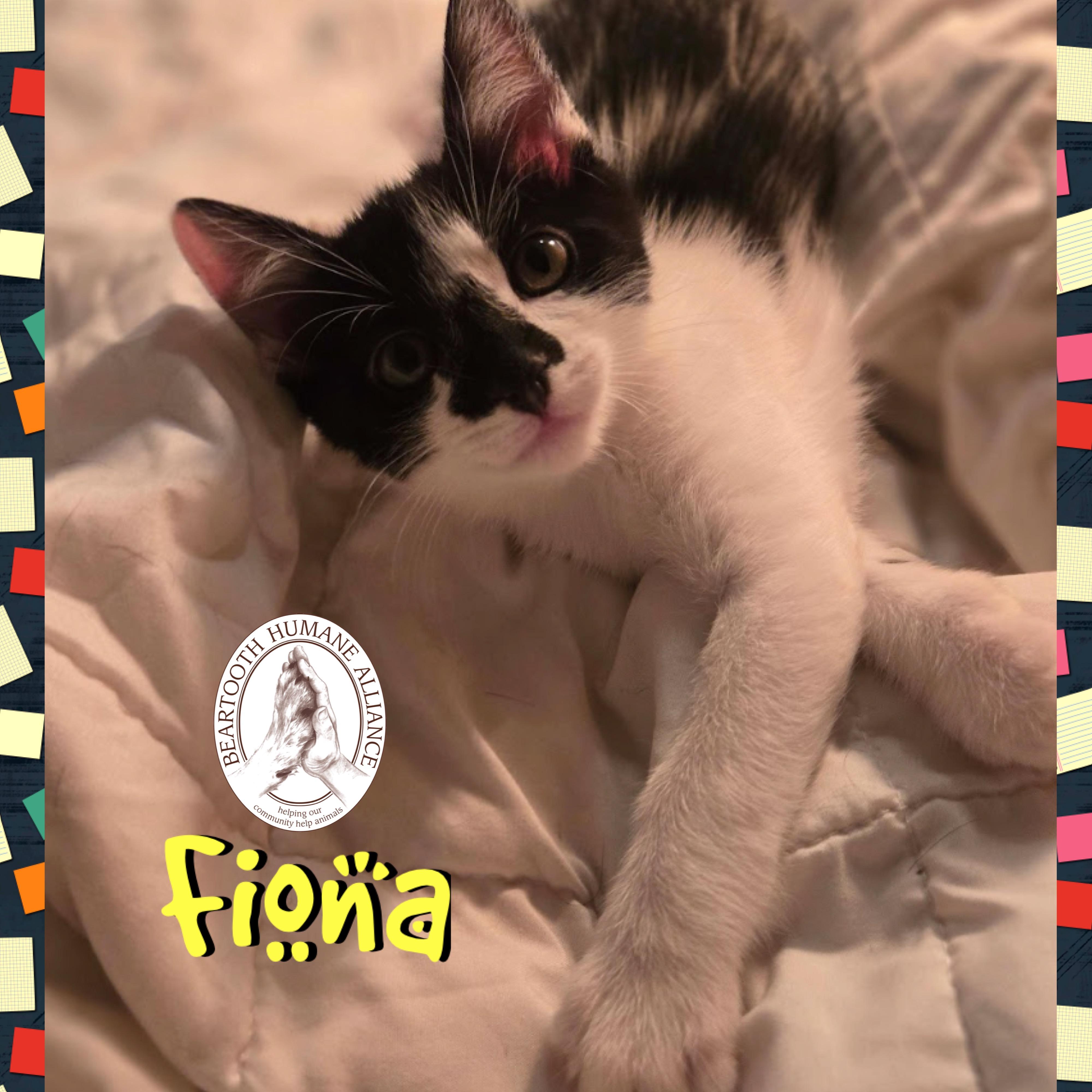 Fiona, an adoptable Domestic Short Hair in Red Lodge, MT, 59068 | Photo Image 3