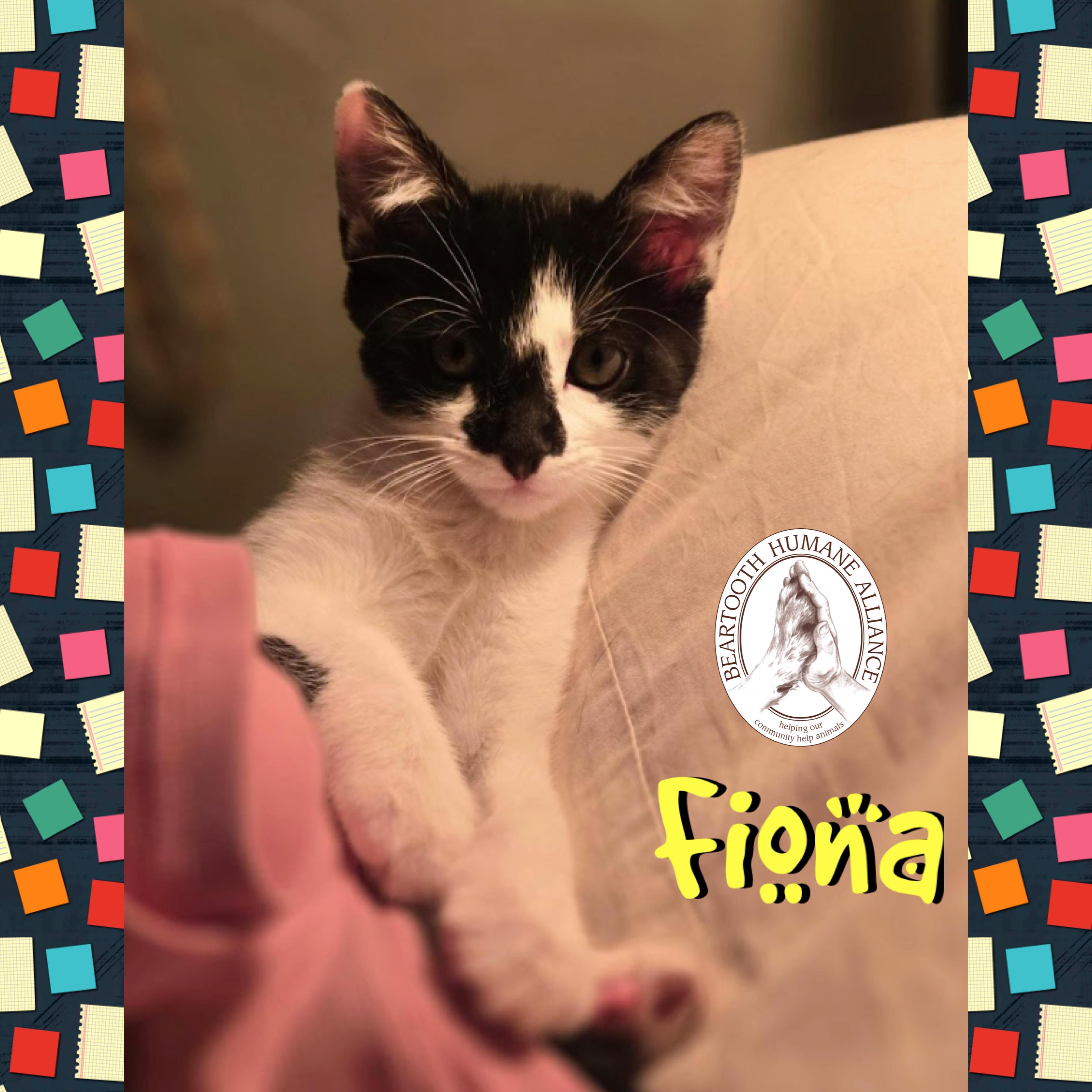 Fiona, an adoptable Domestic Short Hair in Red Lodge, MT, 59068 | Photo Image 2