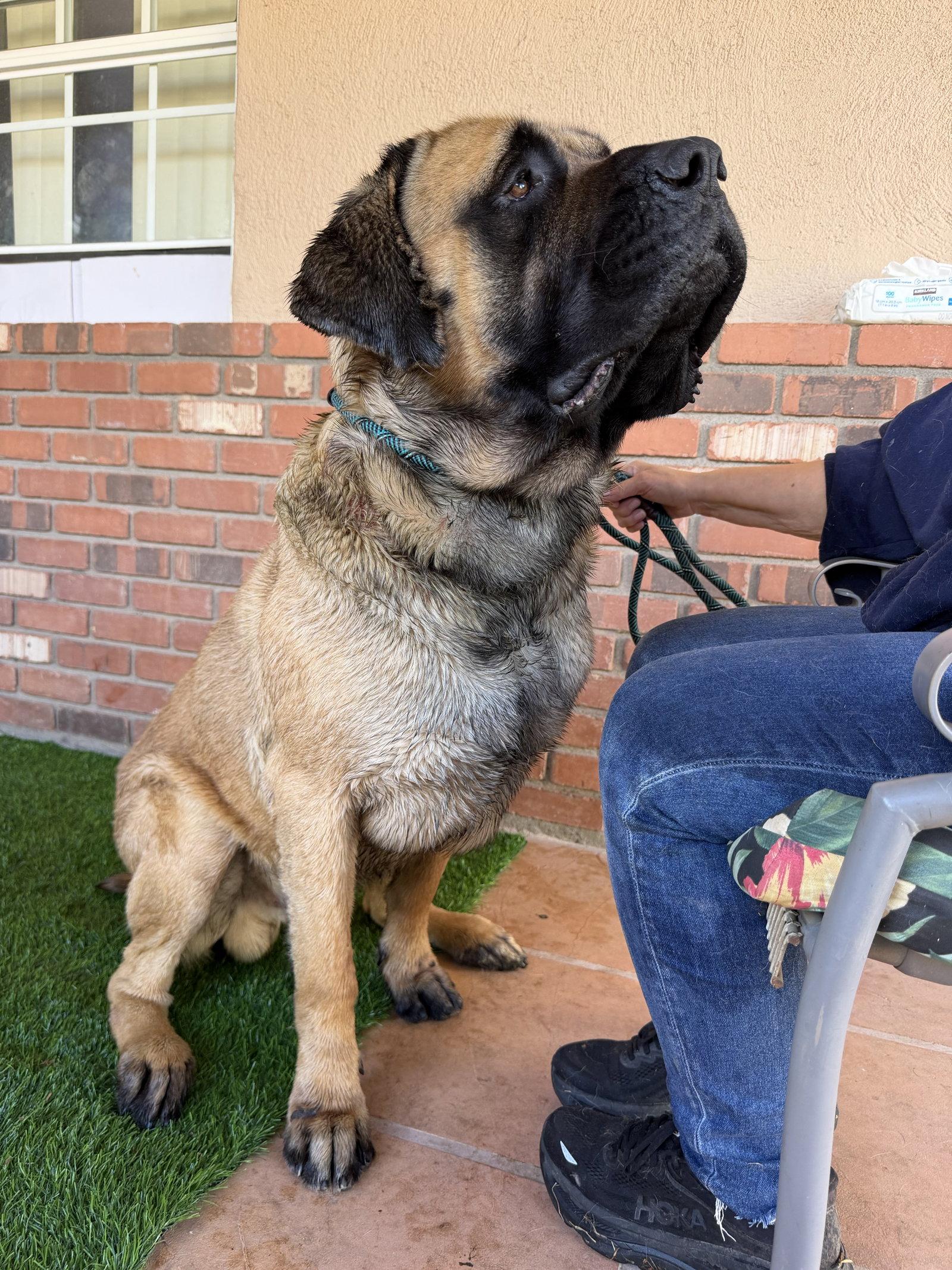 Boswell, Adopted, Young Male Mastiff.