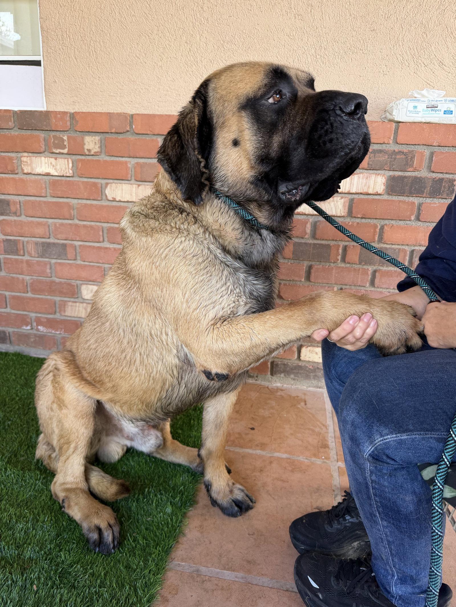 Enlarge Boswell, a Adopted Mastiff in Glendale, AZ image 2/3