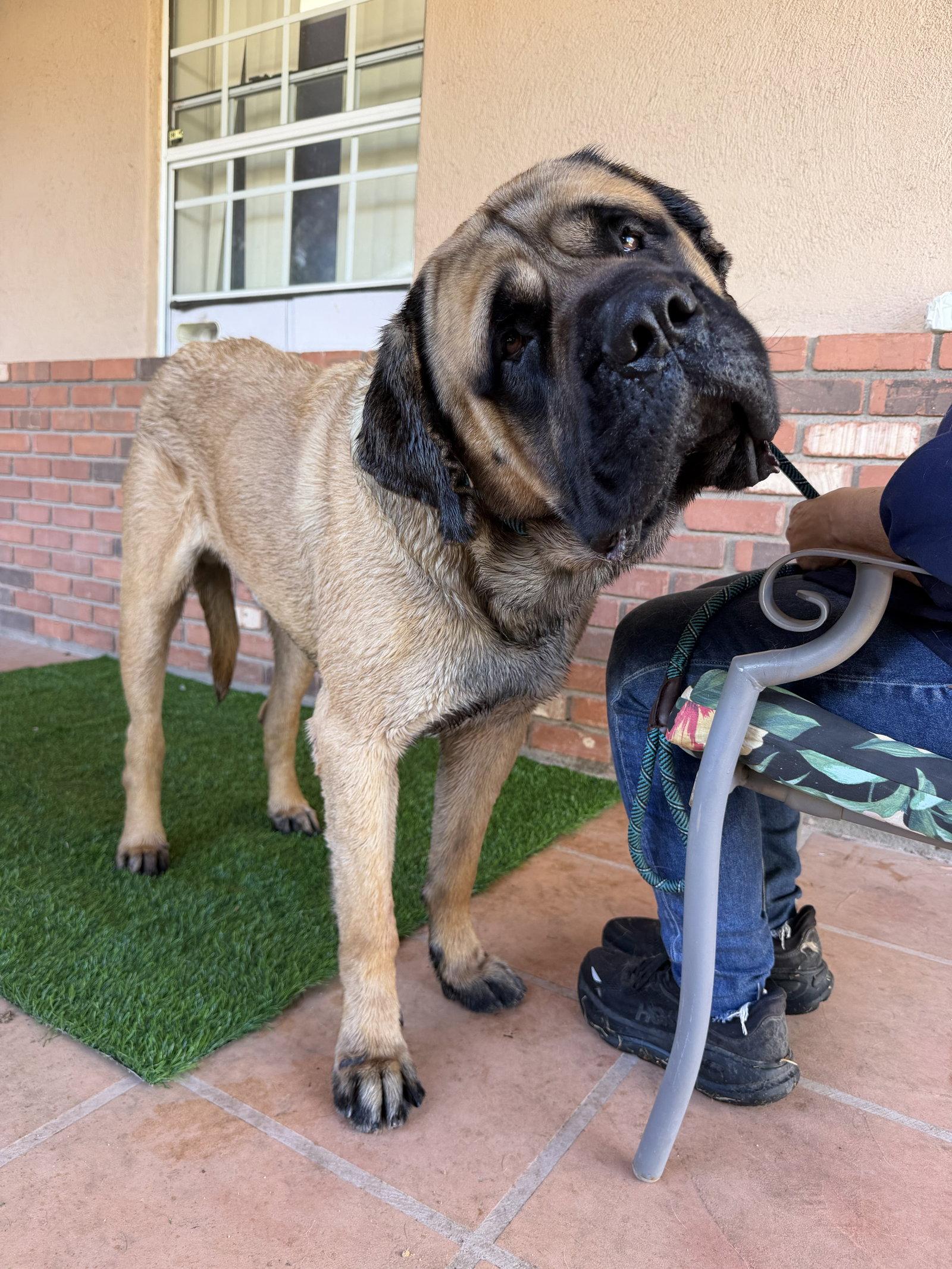Enlarge Boswell, a Adopted Mastiff in Glendale, AZ image 3/3
