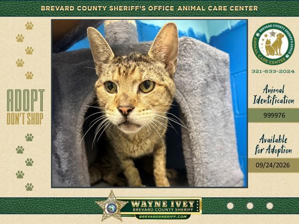 Enlarge Squirtle, a Adoptable mixed breed in Melbourne, FL image 1/1
