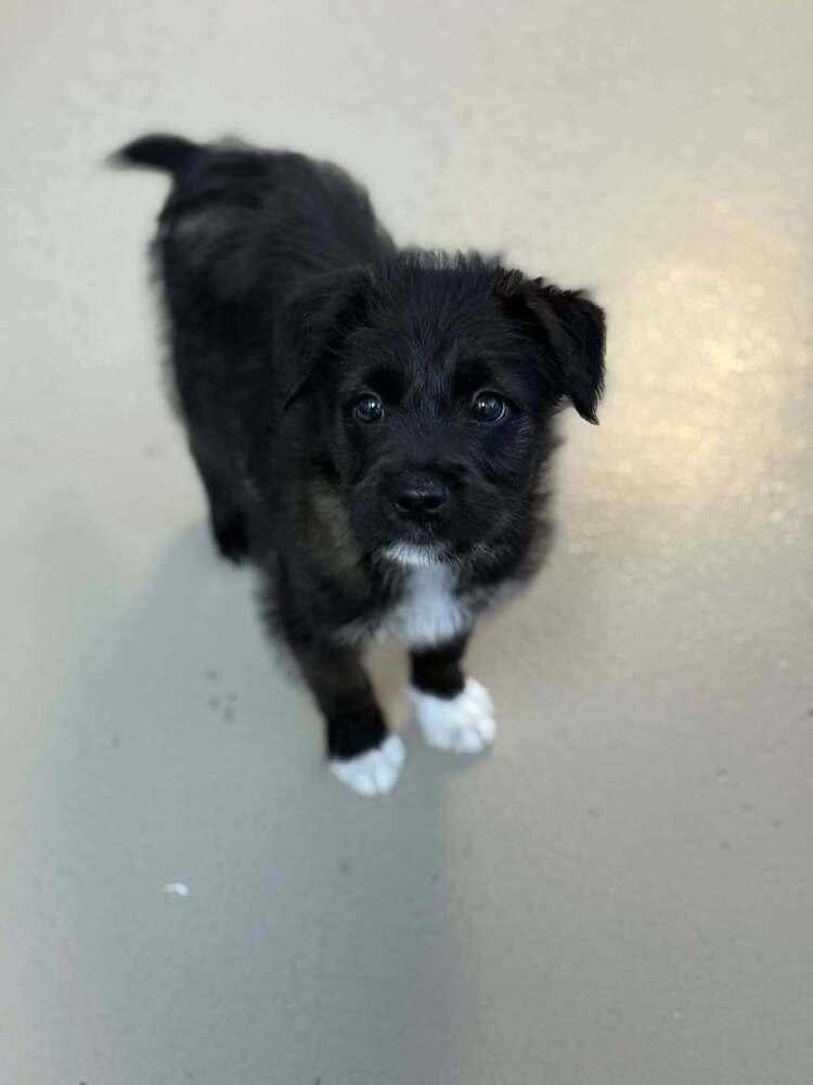 Wade - Pending adoption, Adoptable, Puppy Male Terrier.