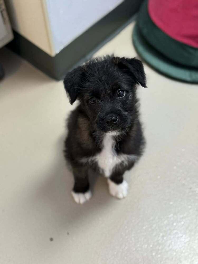 Enlarge Wade - Pending adoption, a Adoptable mixed breed in Elkhart , IN image 2/5