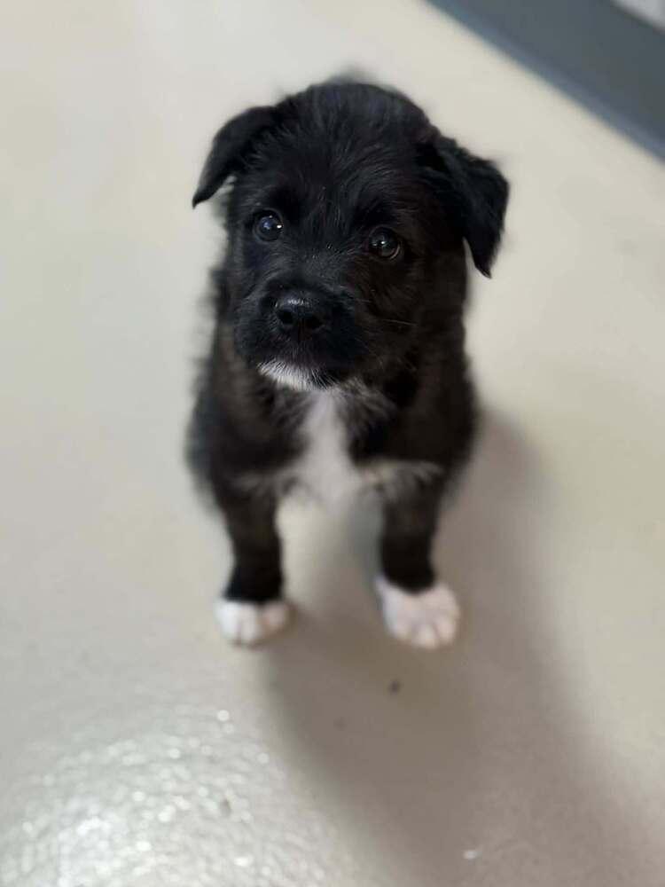 Enlarge Wade - Pending adoption, a Adoptable mixed breed in Elkhart , IN image 3/5