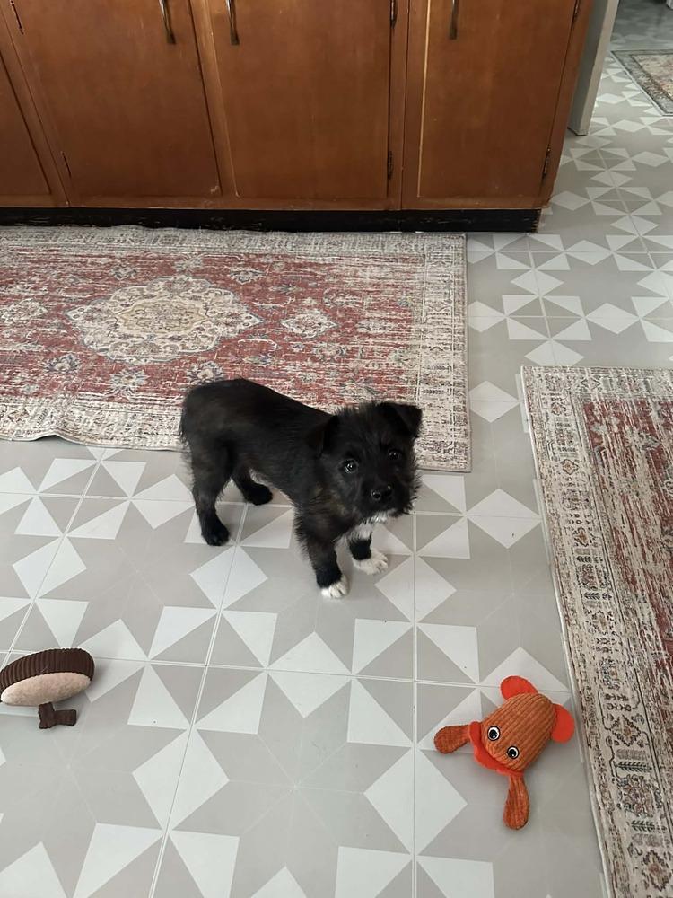 Enlarge Wade - Pending adoption, a Adoptable mixed breed in Elkhart , IN image 4/5