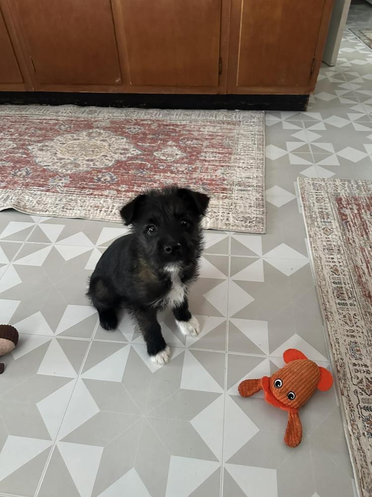 Enlarge Wade - Pending adoption, a Adoptable mixed breed in Elkhart , IN image 5/5