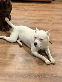 Enlarge Luna (Courtesy Post), a Adoptable Bull Terrier in Rutherfordton, NC image 1/2