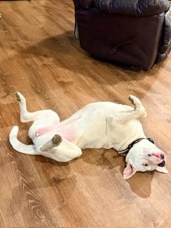 Enlarge Luna (Courtesy Post), a Adoptable Bull Terrier in Rutherfordton, NC image 2/2