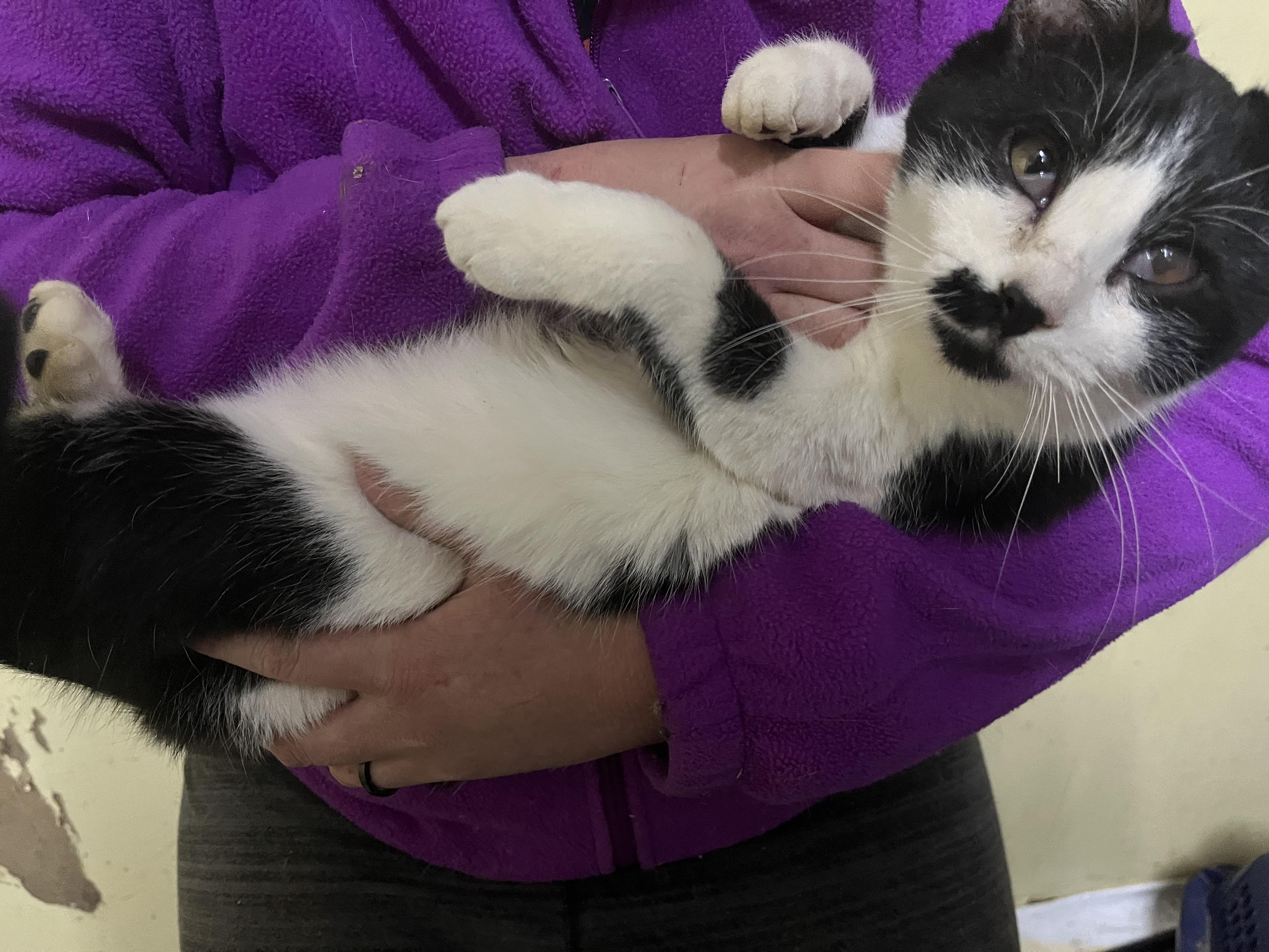 Porkchop, a Adoptable mixed breed in Olean , NY image 1/5