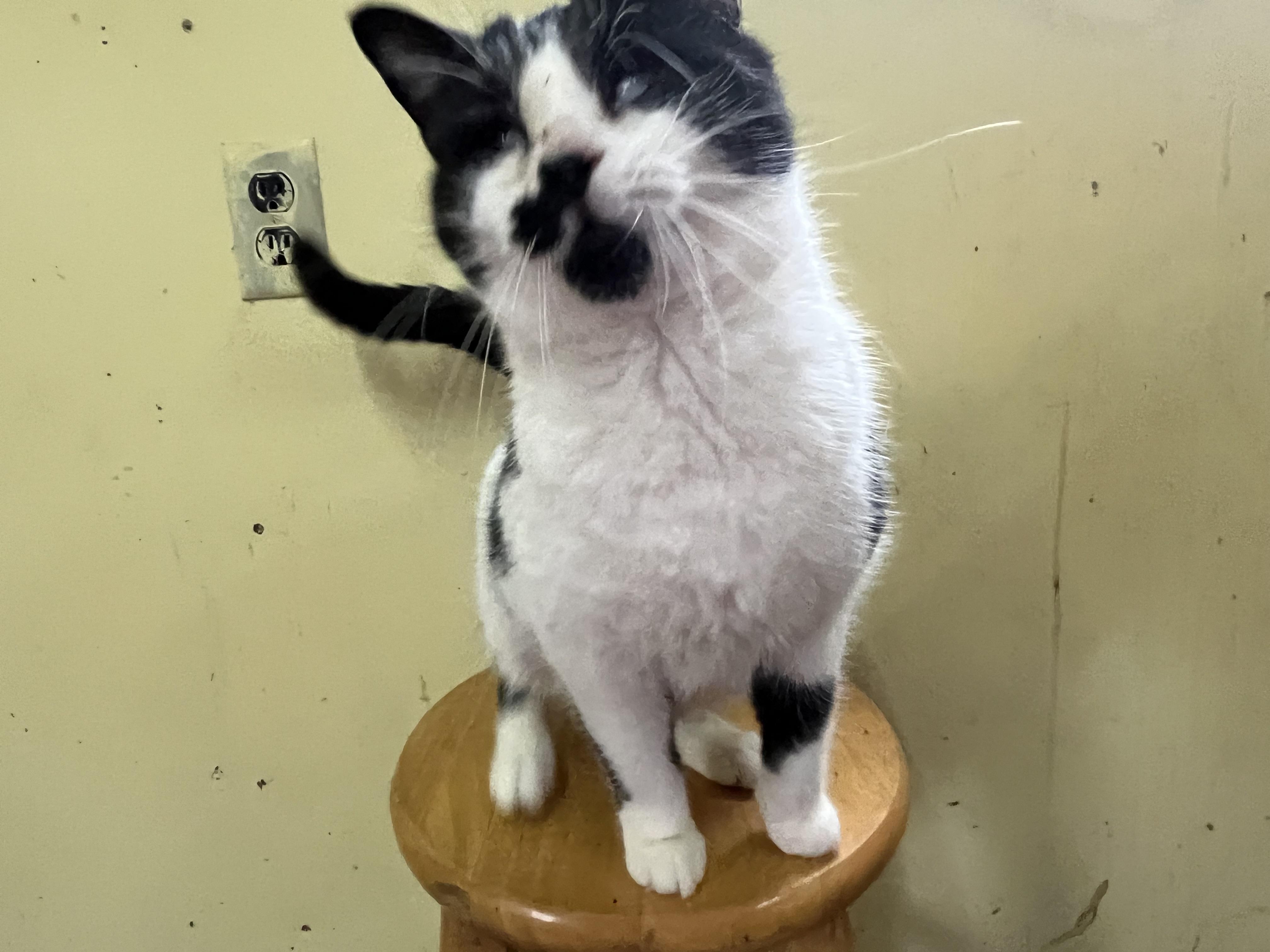 Porkchop, a Adoptable mixed breed in Olean , NY image 2/5