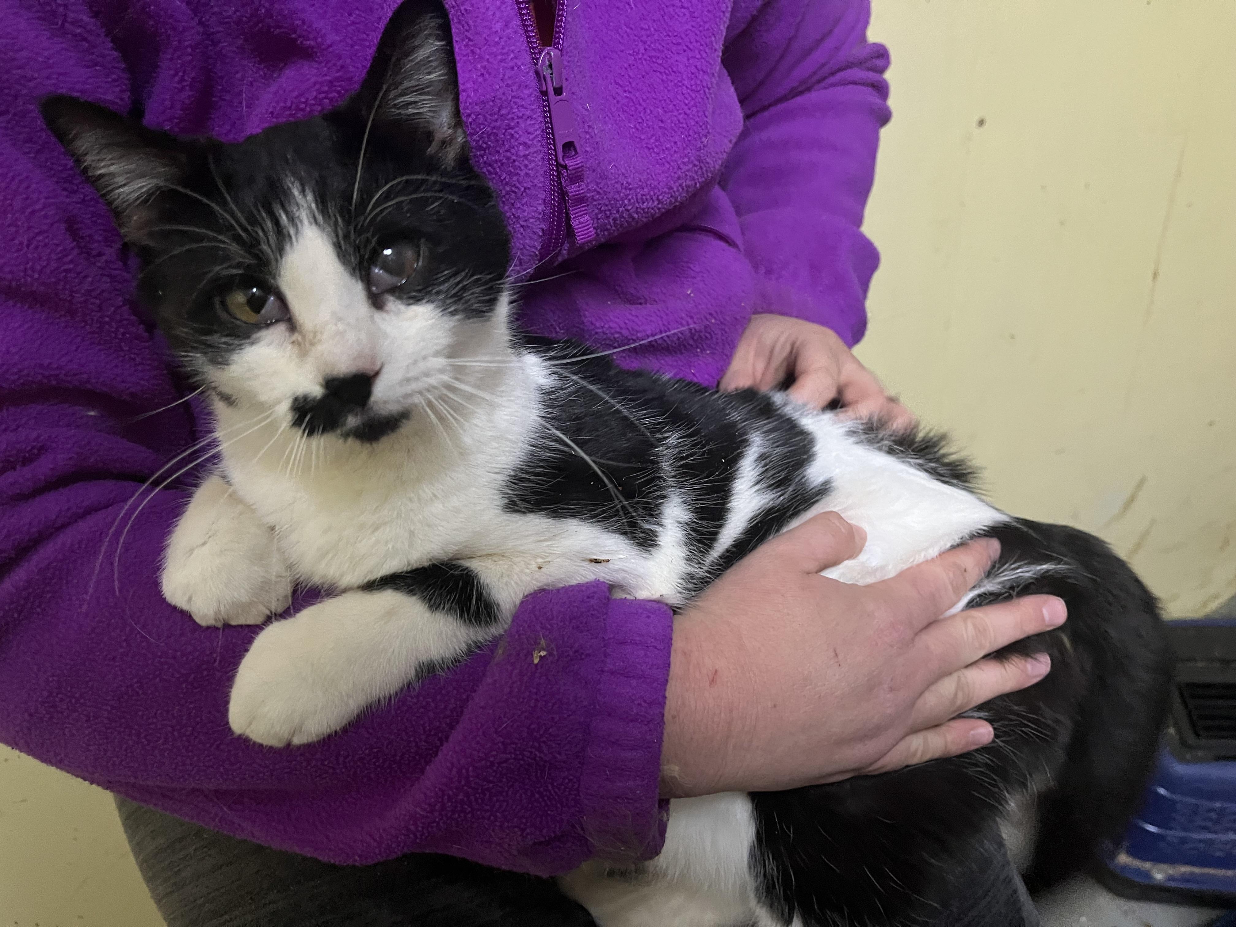 Porkchop, a Adoptable mixed breed in Olean , NY image 3/5