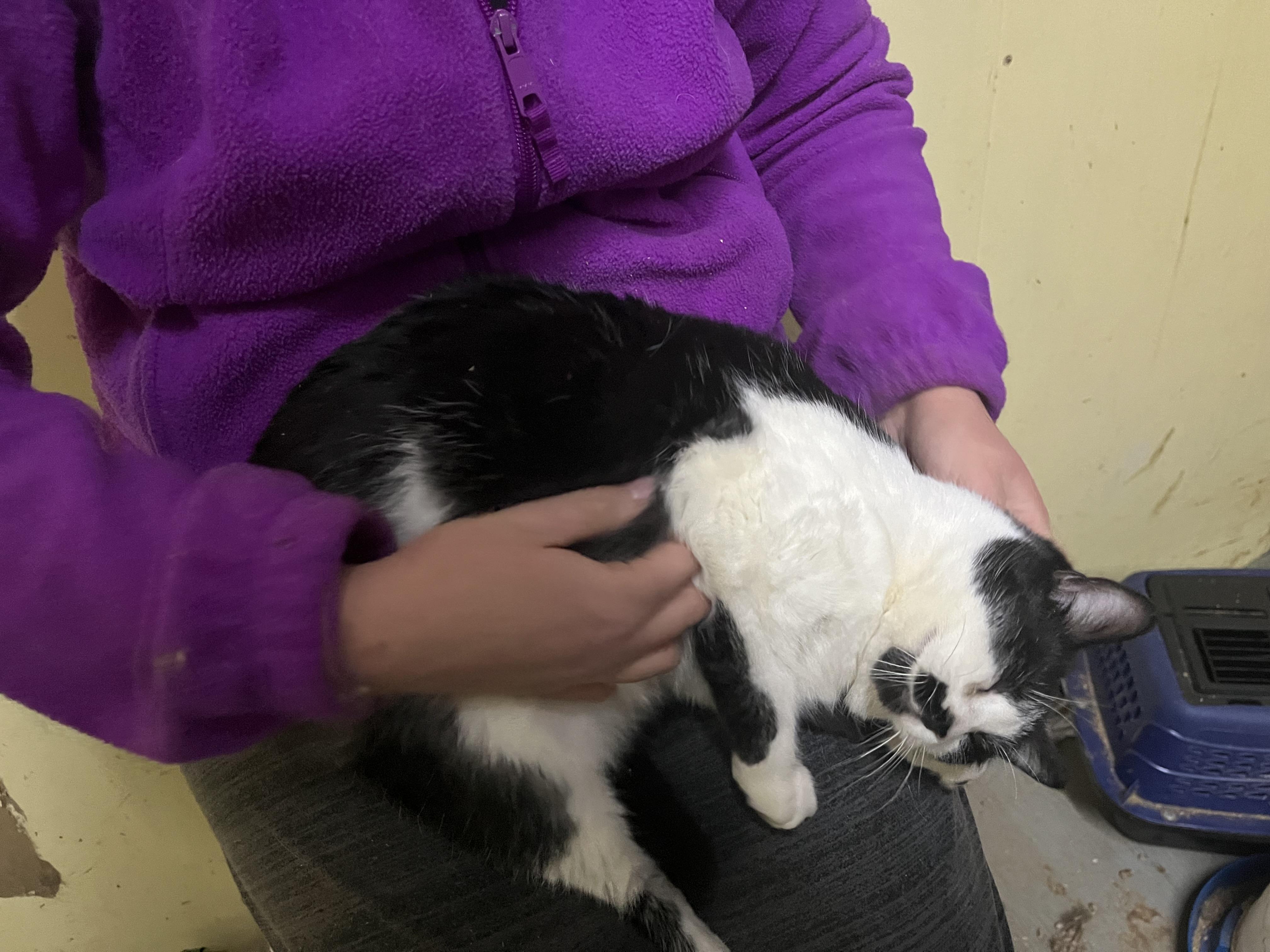 Porkchop, a Adoptable mixed breed in Olean , NY image 4/5