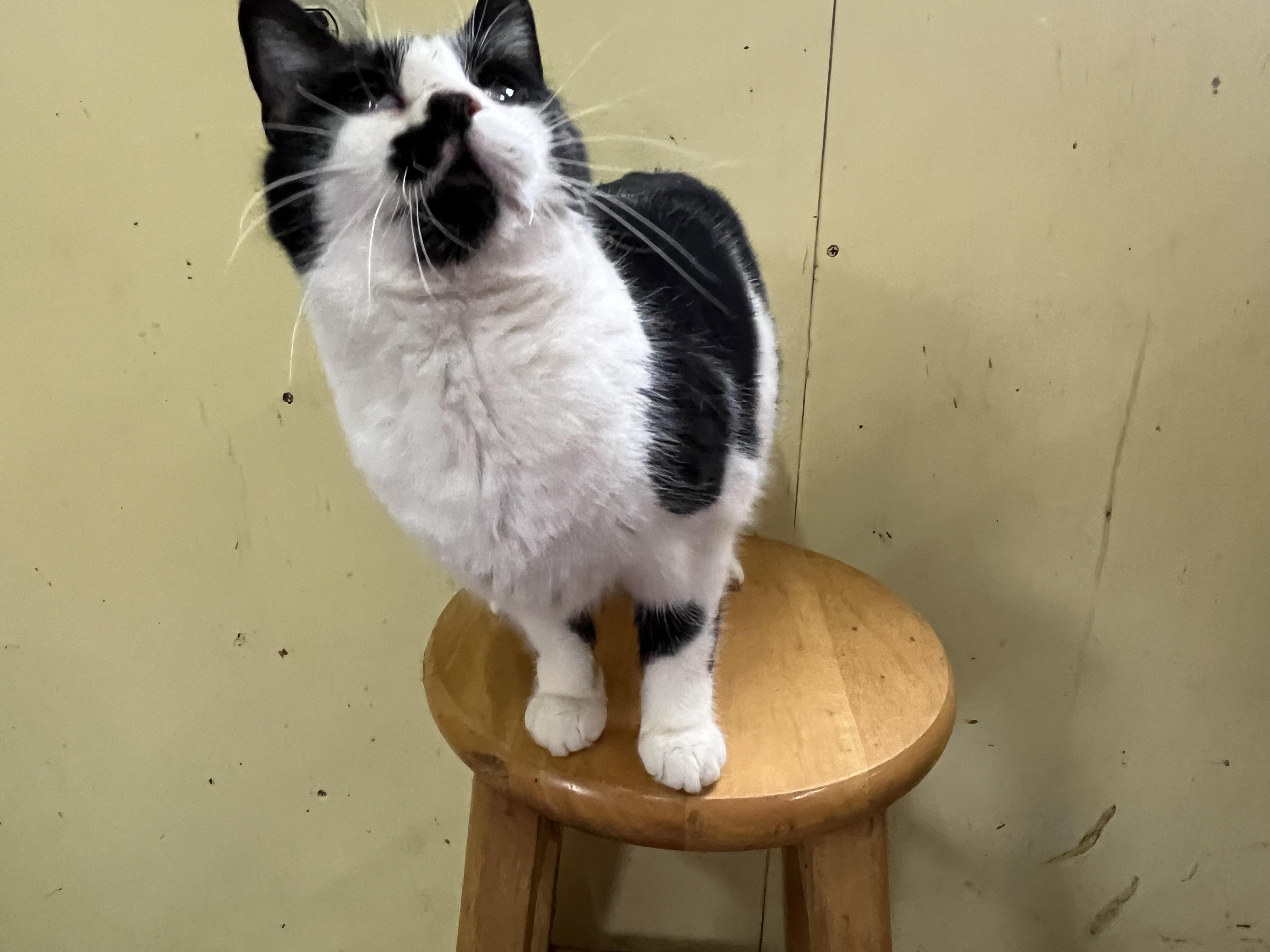 Porkchop, a Adoptable mixed breed in Olean , NY image 5/5