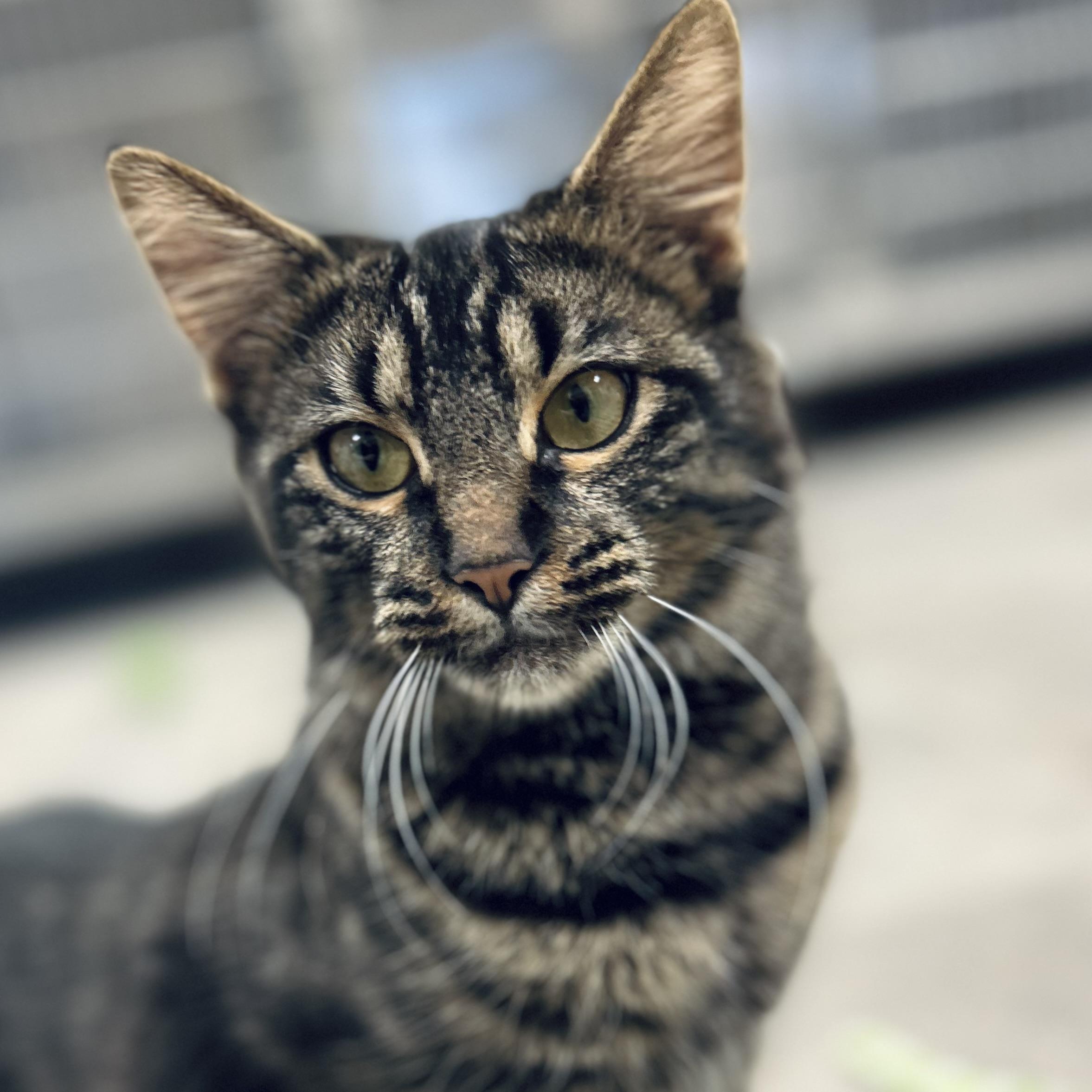 Enlarge Jasmine, an adopted Domestic Medium Hair in Seguin, TX image 4/5