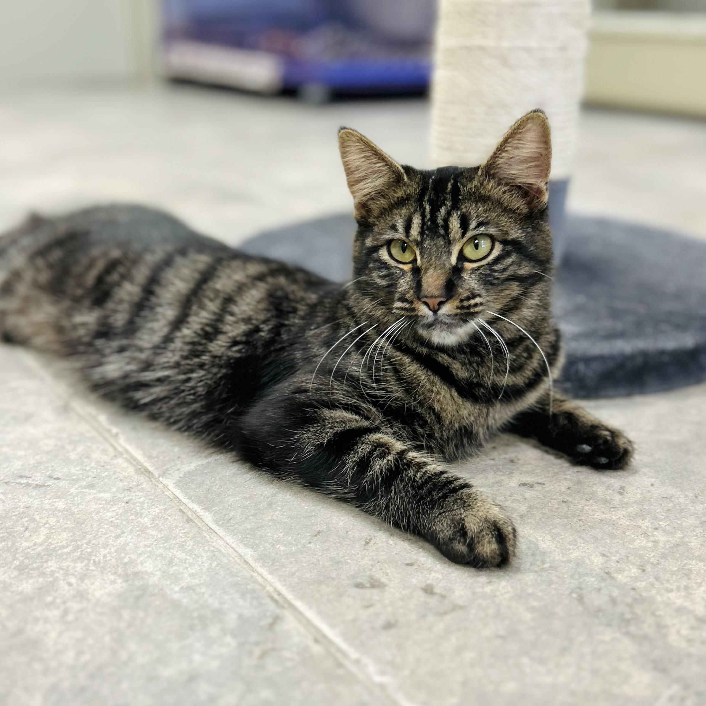 Enlarge Jasmine, an adopted Domestic Medium Hair in Seguin, TX image 2/5
