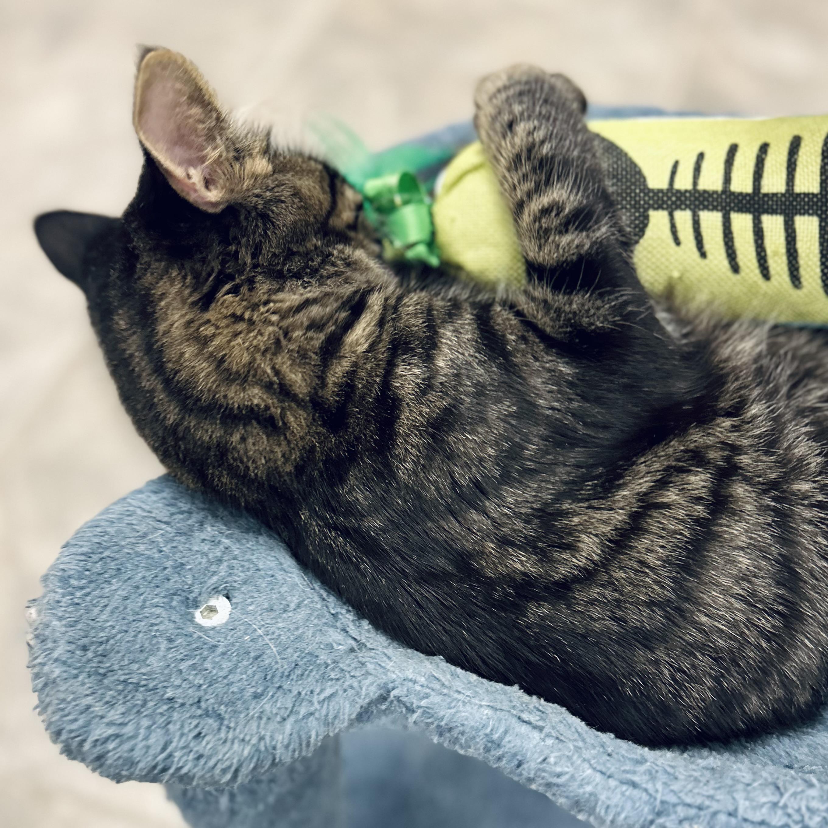 Enlarge Jasmine, an adopted Domestic Medium Hair in Seguin, TX image 5/5