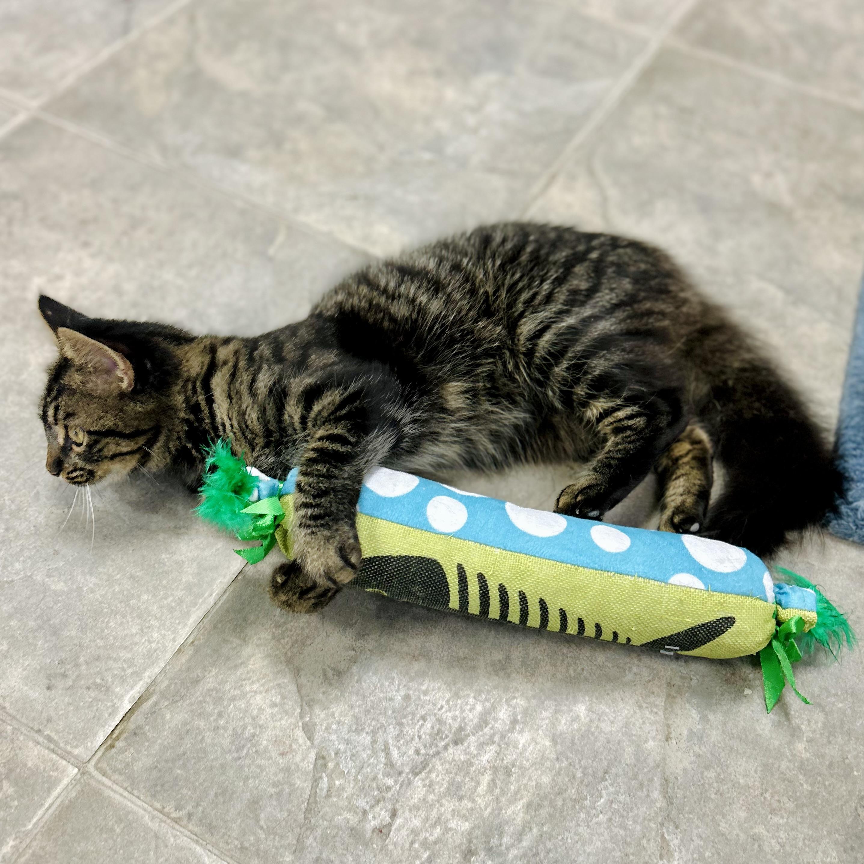 Enlarge Jasmine, an adopted Domestic Medium Hair in Seguin, TX image 3/5