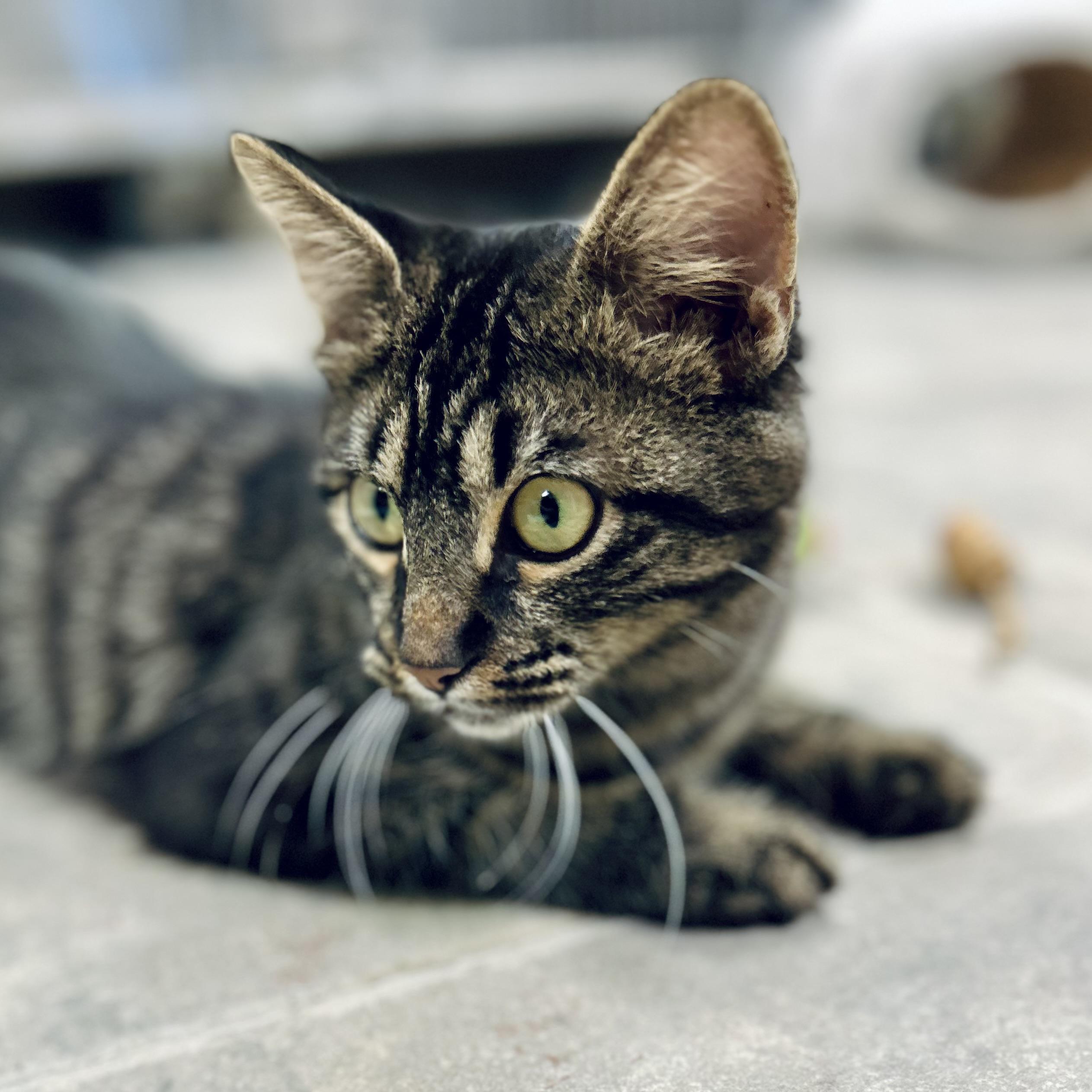 Enlarge Jasmine, an adopted Domestic Medium Hair in Seguin, TX image 1/5