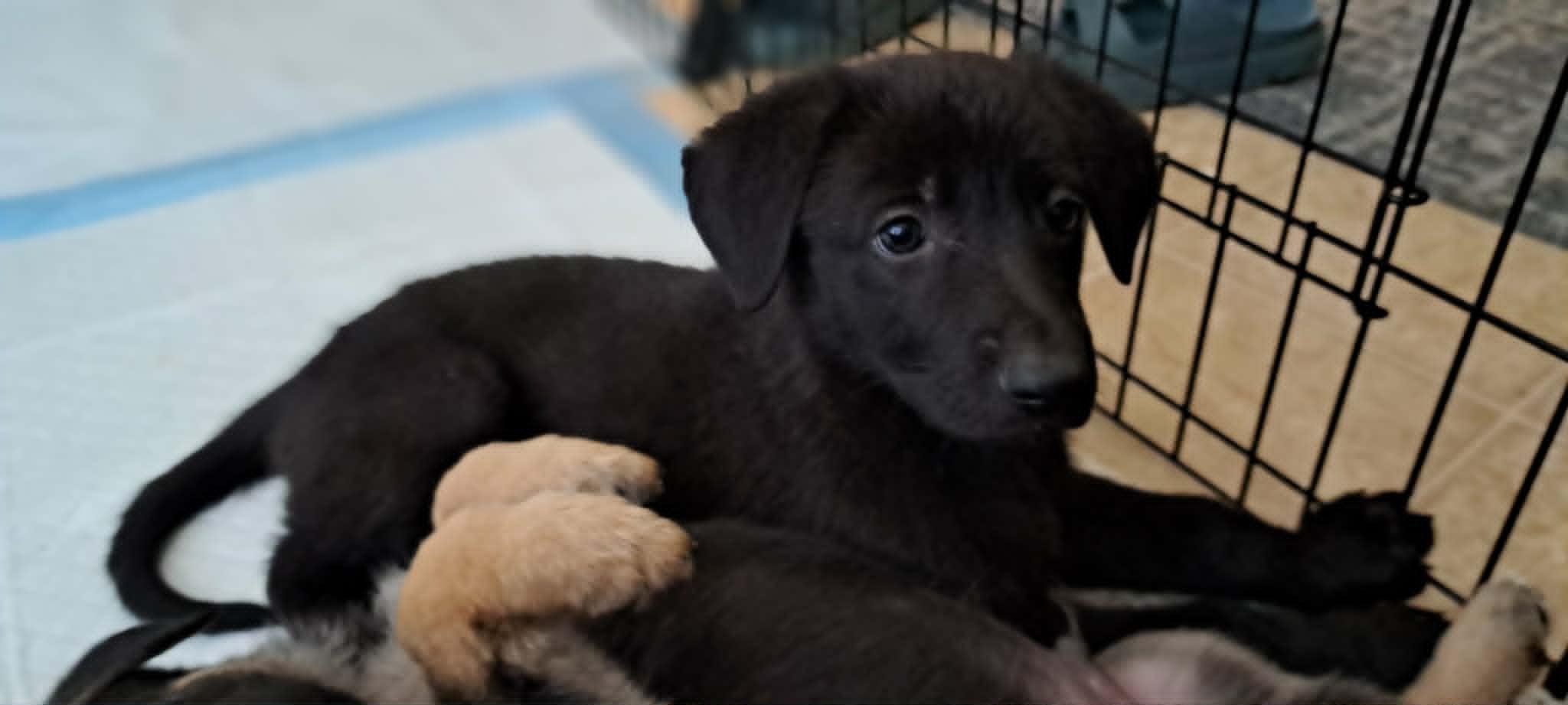 Zinnia, a Adoptable German Shepherd Dog in Winston-Salem, NC image 6/6