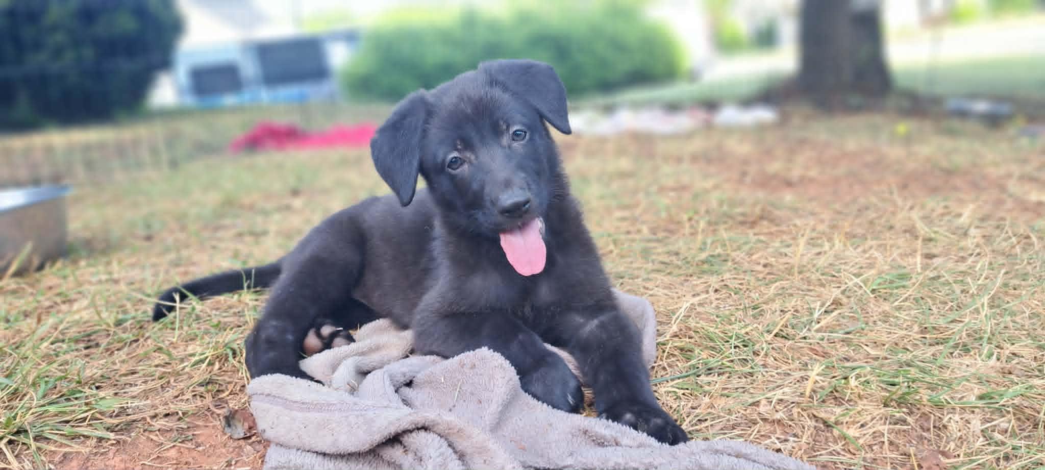 Zinnia, a Adoptable German Shepherd Dog in Winston-Salem, NC image 2/6