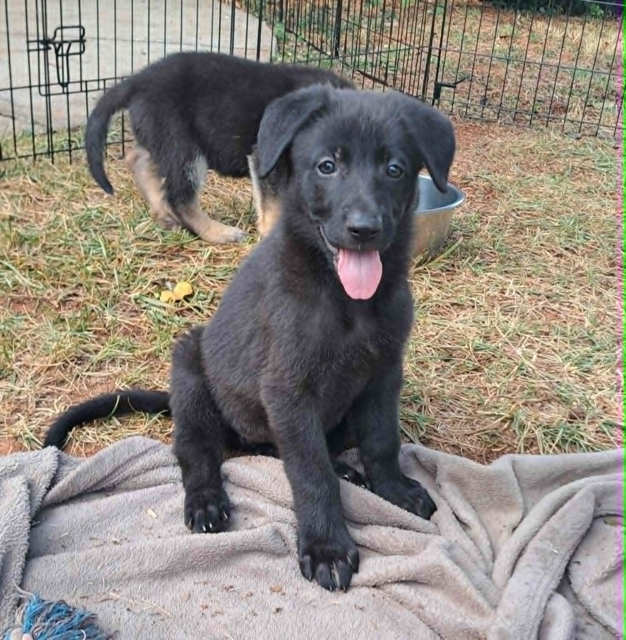 Zinnia, Adoptable, Puppy Female German Shepherd Dog.