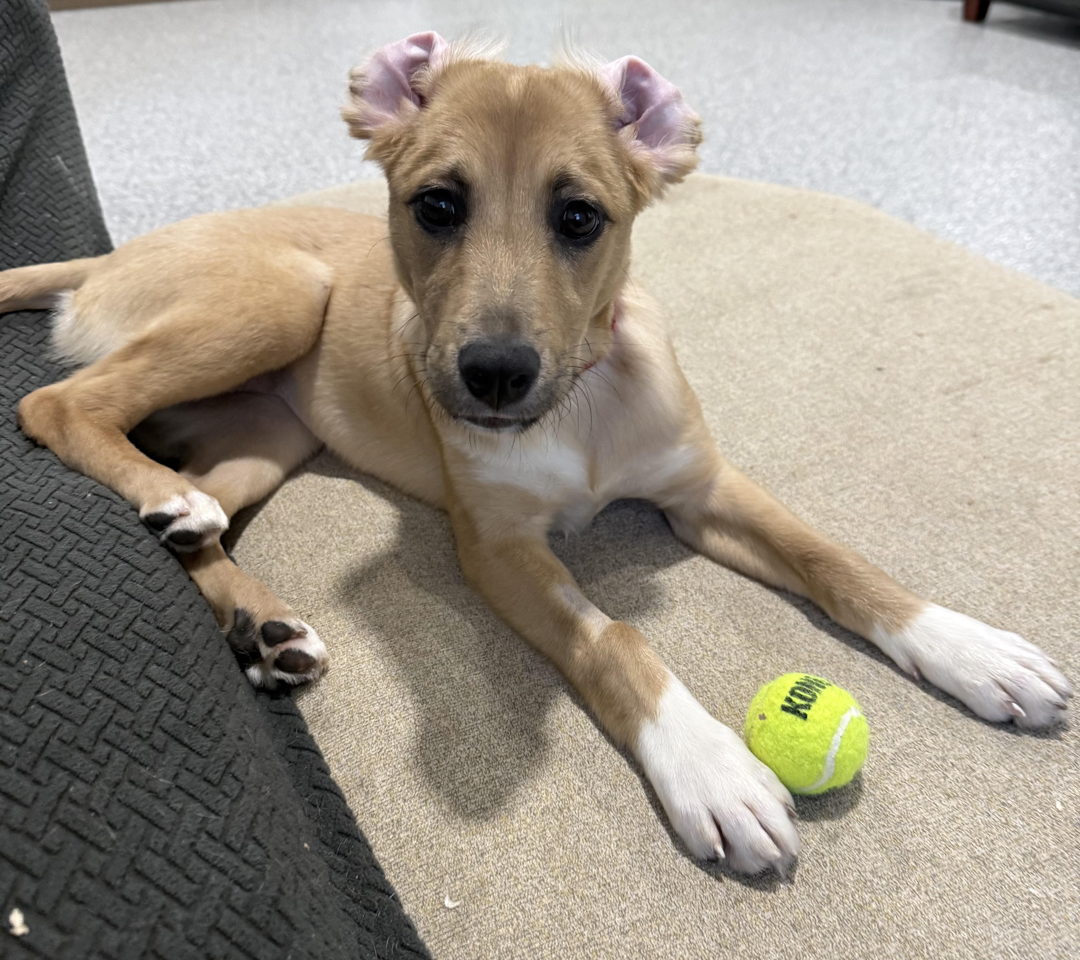 Enlarge Twisp, a Adoptable mixed breed in greenwood, IN image 2/5