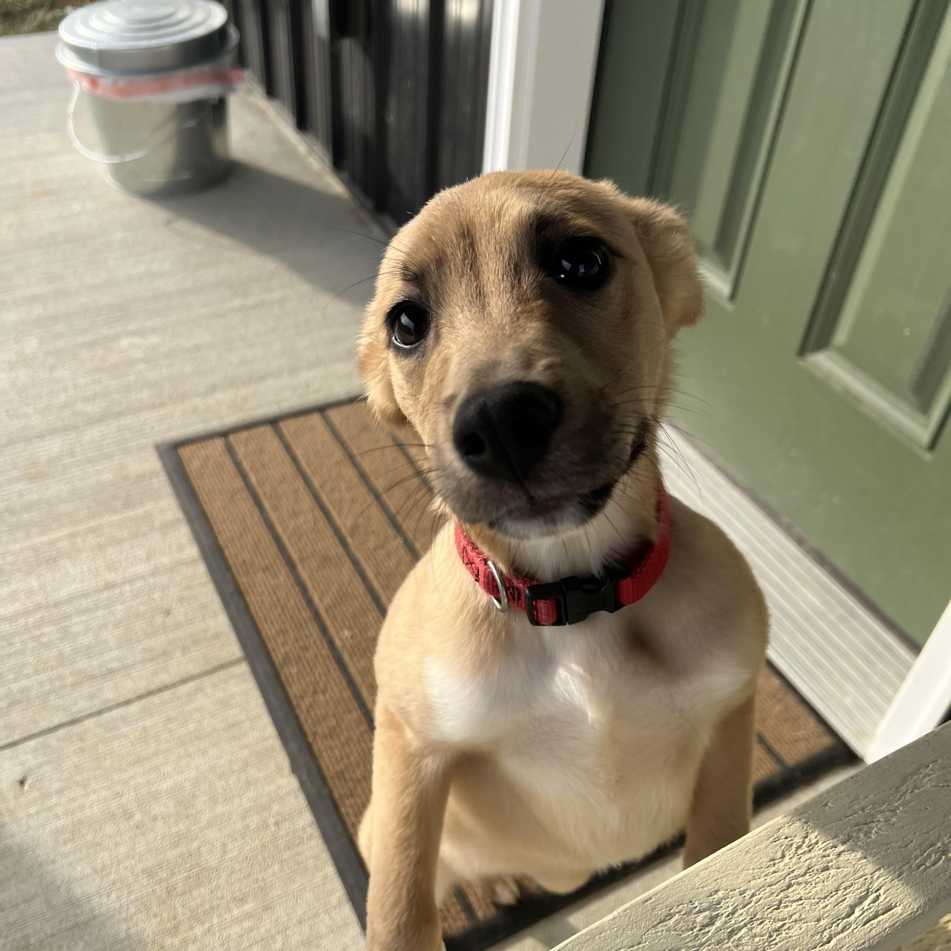 Enlarge Twisp, a Adoptable mixed breed in greenwood, IN image 3/5