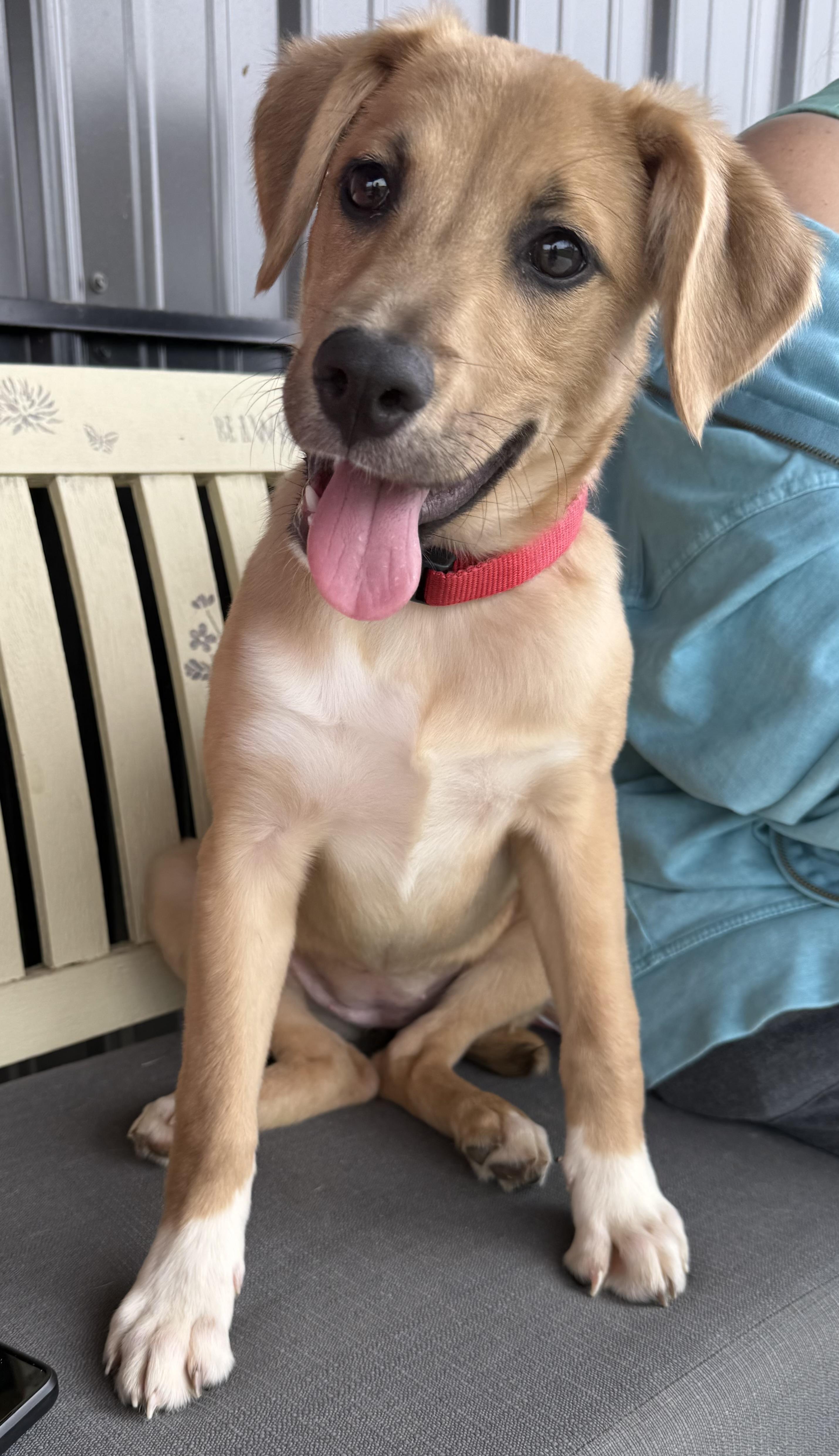 Enlarge Twisp, a Adoptable mixed breed in greenwood, IN image 1/5
