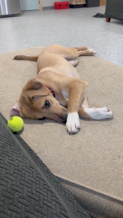 Enlarge Twisp, a Adoptable mixed breed in greenwood, IN video 4/5