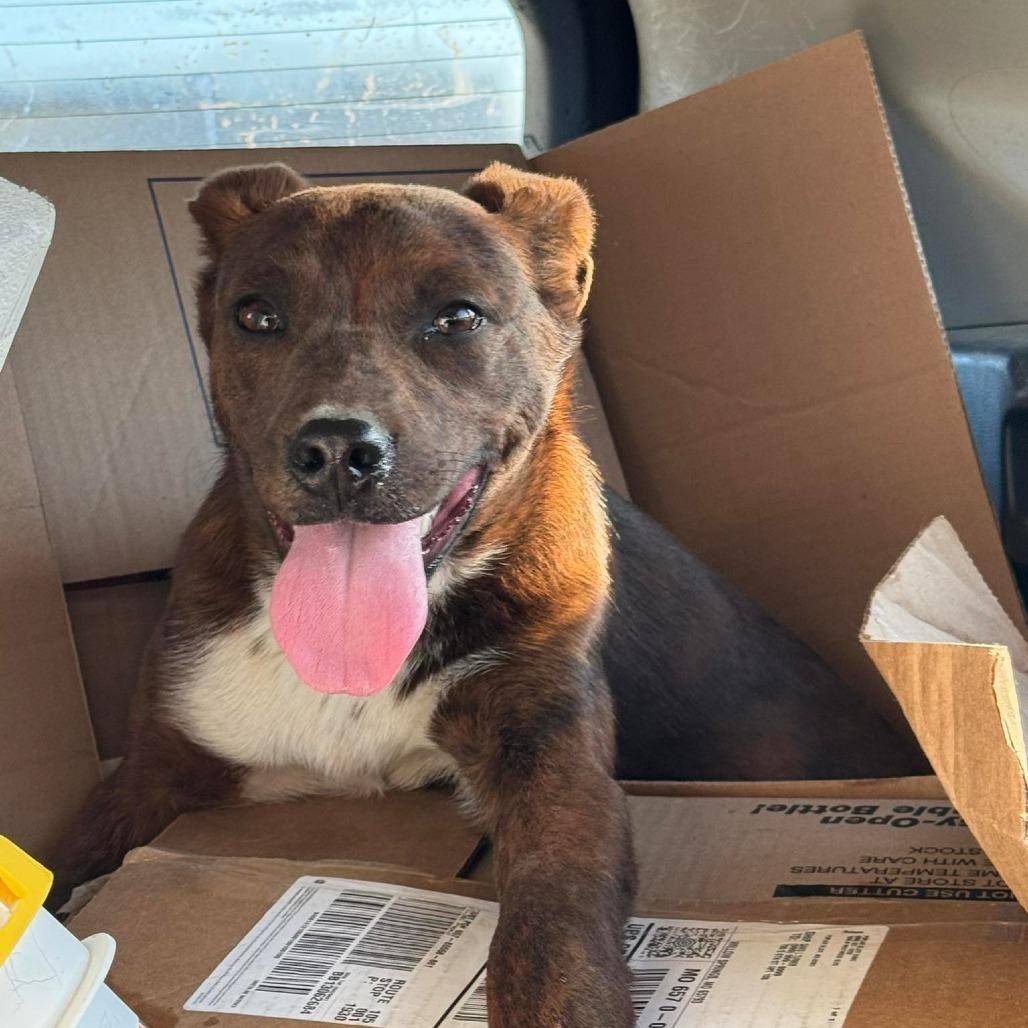 Enlarge Henry, a Adoptable Mixed Breed in West Plains, MO image 1/1