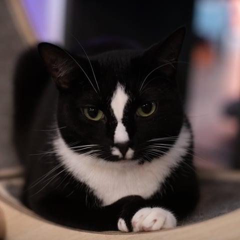 Enlarge Oreo, a Adoptable Domestic Short Hair in Huntington, NY image 1/1